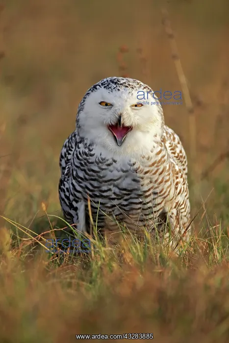 : Snowy owl (Nyctea scandiaca), adult, calling on : Snowy owl (Nyctea scandiaca), adult, calling on