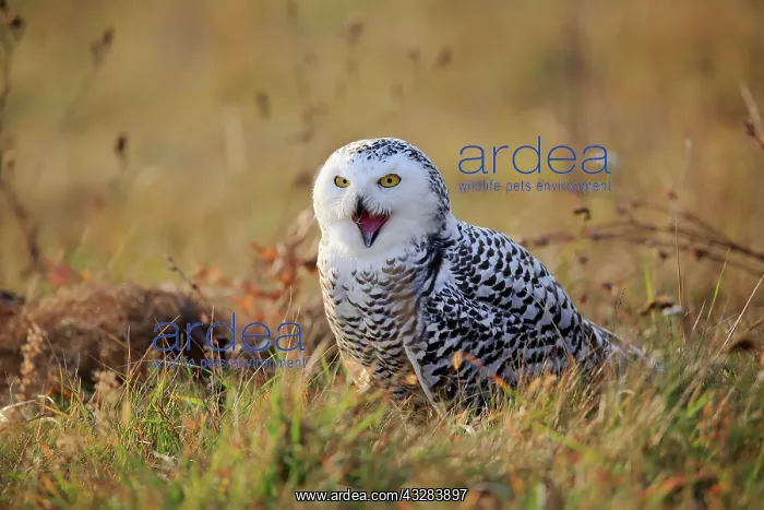 : Snowy owl (Nyctea scandiaca), adult, calling on : Snowy owl (Nyctea scandiaca), adult, calling on