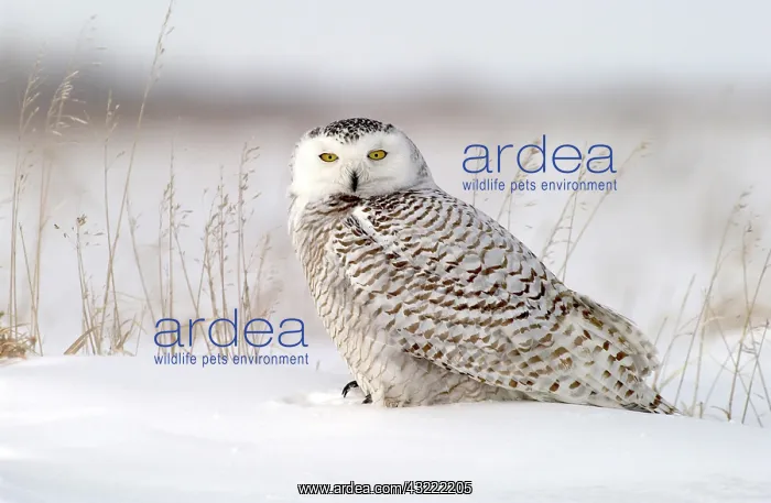 : Snowy Owl (Nyctea scandiaca), adult female perched : Snowy Owl (Nyctea scandiaca), adult female perched