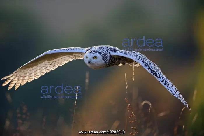 : Snowy owl (Nyctea scandiaca), adult, flies over : Snowy owl (Nyctea scandiaca), adult, flies over