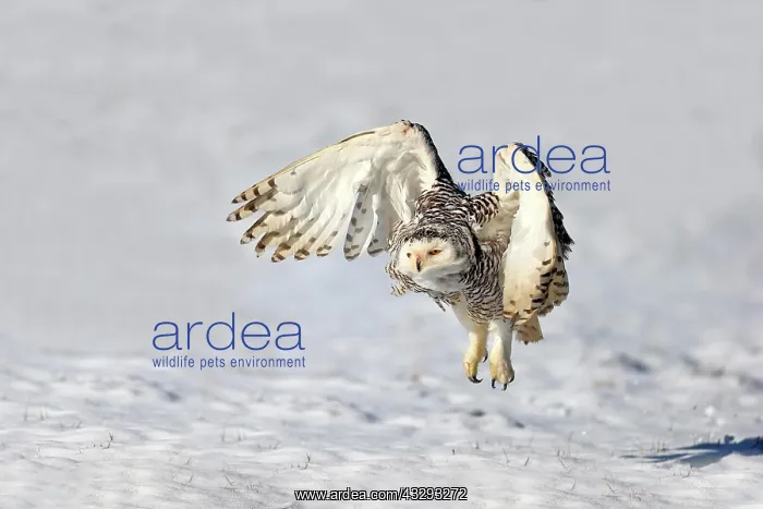 : Snowy owl (Nyctea scandiaca), adult, on ground : Snowy owl (Nyctea scandiaca), adult, on ground
