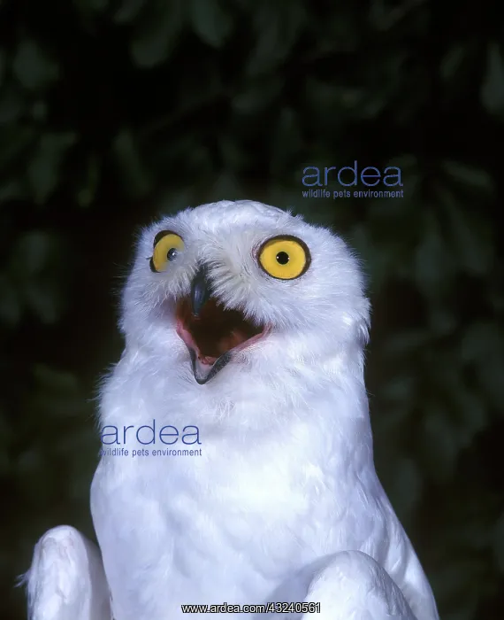 : Snowy Owl (nyctea scandiaca), Adult with Open Mouth : Snowy Owl (nyctea scandiaca), Adult with Open Mouth