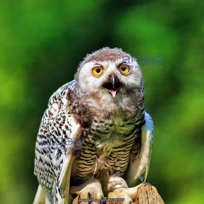  : Snowy Owl (Nyctea scandiaca), calling, portrait