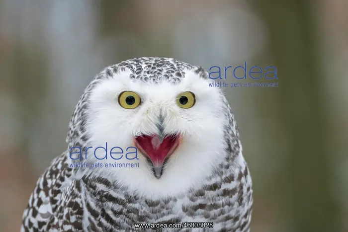 : Snowy owl (Nyctea scandiaca), Czech Republic, calling : Snowy owl (Nyctea scandiaca), Czech Republic, calling