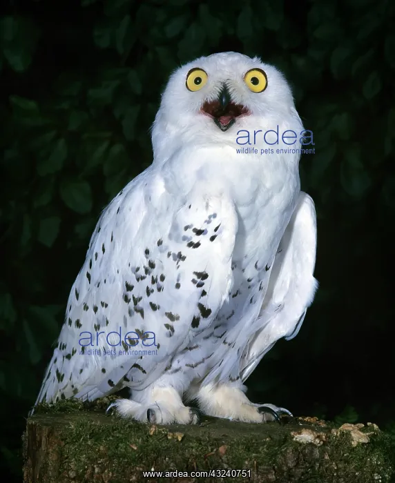 : Snowy Owl (nyctea scandiaca), with Open Beak, Calling : Snowy Owl (nyctea scandiaca), with Open Beak, Calling