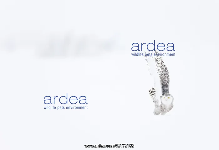 : Snowy Owl (Nyctea scandiaca) in the snow, Scandinavia : Snowy Owl (Nyctea scandiaca) in the snow, Scandinavia