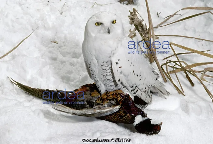 : Snowy Owl with Prey : Snowy Owl with Prey