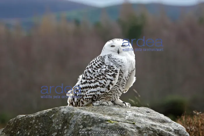 : Snowy Owl - resting on rock : Snowy Owl - resting on rock