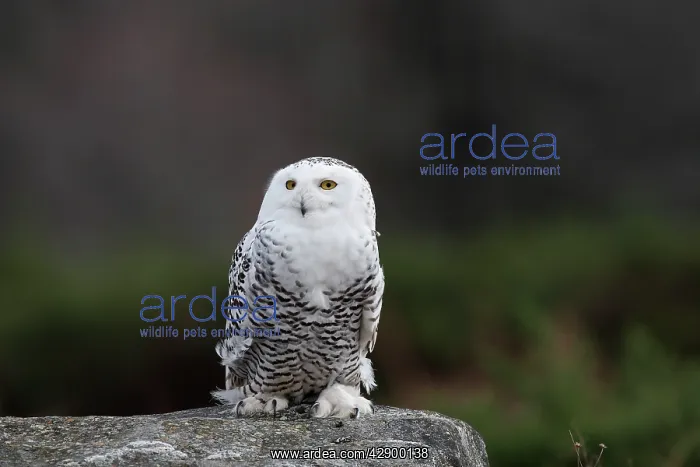 : Snowy Owl - resting on rock : Snowy Owl - resting on rock