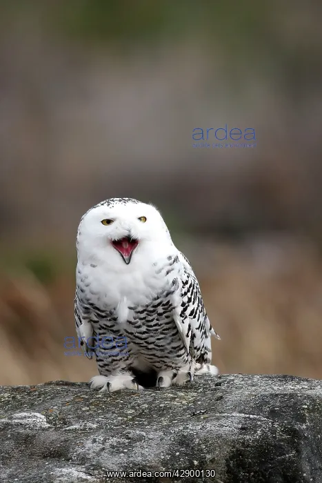 : Snowy Owl - resting on rock calling : Snowy Owl - resting on rock calling