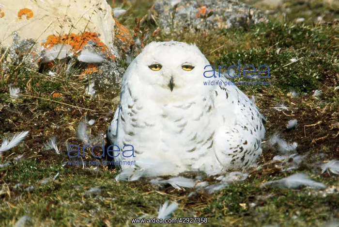  : SNOWY OWL, SITTING ON GROUND