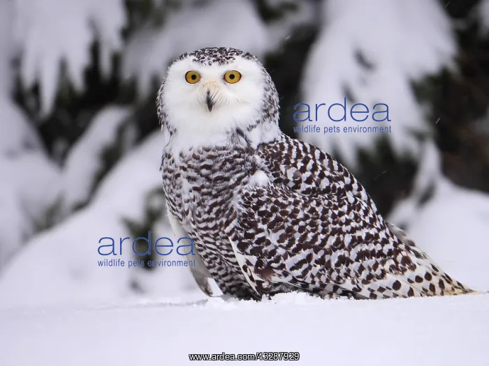 : Snowy Owl-sitting on a snow covered ground, Czech : Snowy Owl-sitting on a snow covered ground, Czech