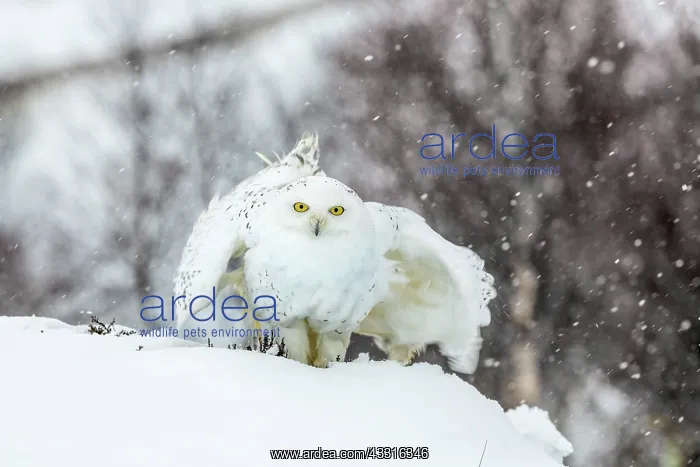 : Snowy Owl - In Snow - Captive - UK : Snowy Owl - In Snow - Captive - UK