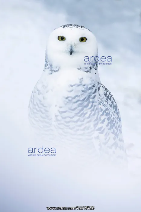  : Snowy Owl in snow Ranua Wildlife Park, Finland