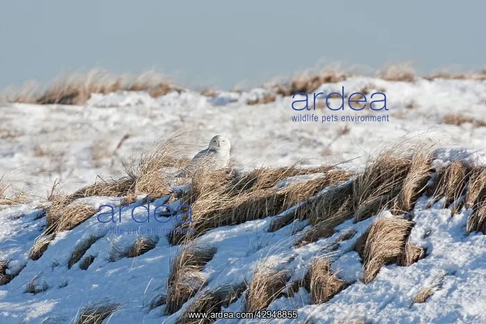 : Snowy Owl - in snow on Salsbury Beach : Snowy Owl - in snow on Salsbury Beach
