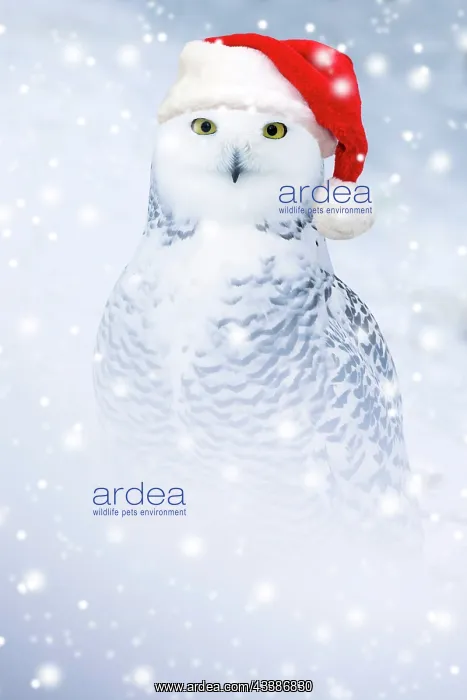 : Snowy Owl in snow wearing a red Christmas Santa : Snowy Owl in snow wearing a red Christmas Santa