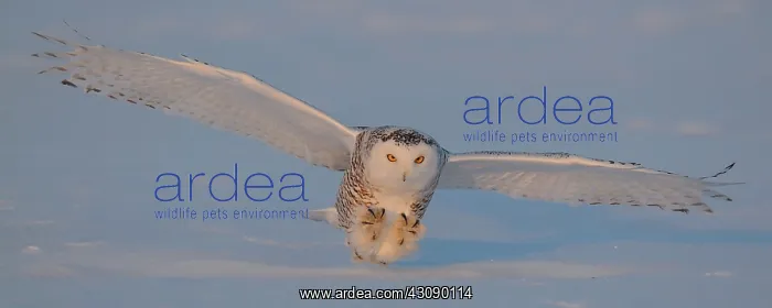 : Snowy Owl About to Strike : Snowy Owl About to Strike
