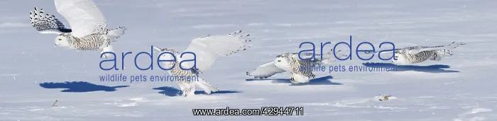  : Snowy Owl - Swooping down to catch prey in snow