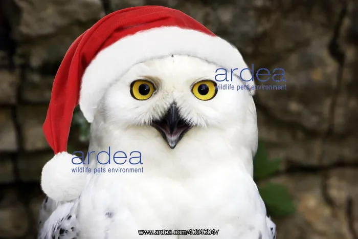 : Snowy Owl wearing christmas hat : Snowy Owl wearing christmas hat