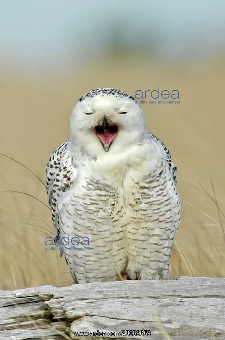 : Snowy Owl Yawning : Snowy Owl Yawning