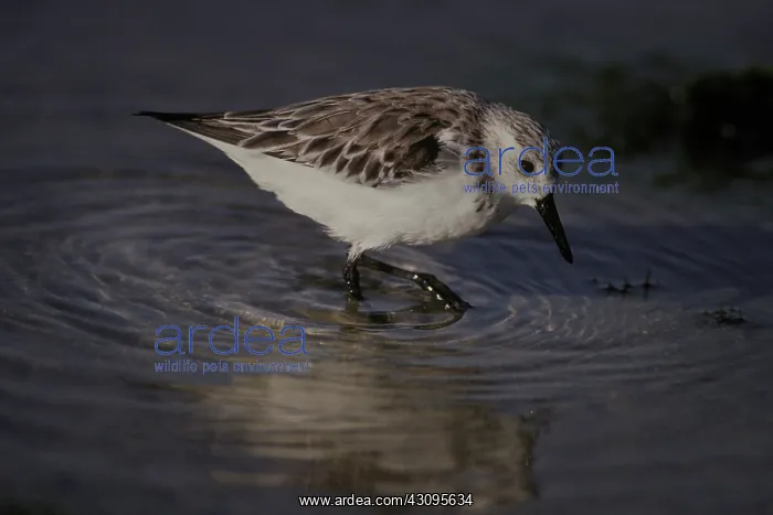 : Snowy Plover : Snowy Plover