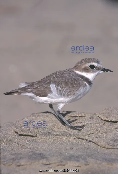 : Snowy Plover : Snowy Plover