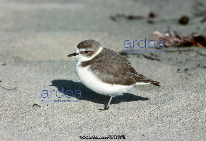 : Snowy Plover : Snowy Plover