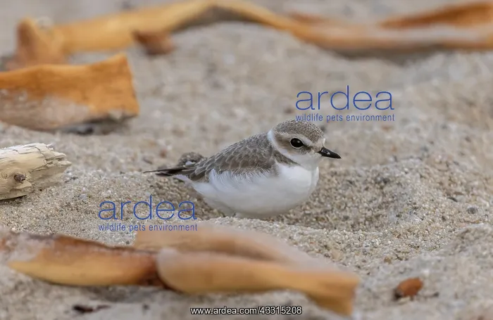 : Snowy plover, Charadrius nivosus, winter coastal : Snowy plover, Charadrius nivosus, winter coastal