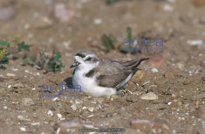 : Snowy Plover on Nest : Snowy Plover on Nest