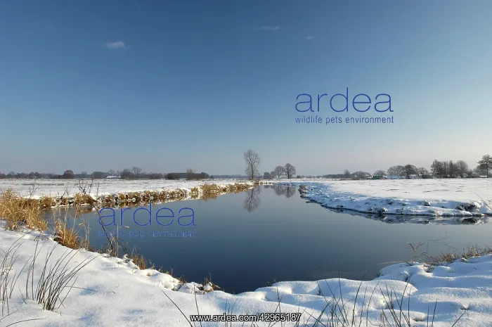  : Snowy polder landscape with brook
