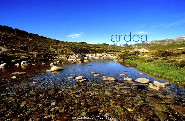 : Snowy River : Snowy River