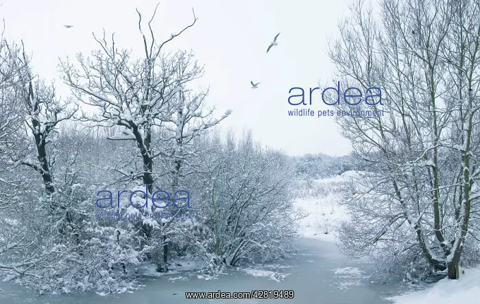 : Snowy scene - Gulls and frozen pond : Snowy scene - Gulls and frozen pond