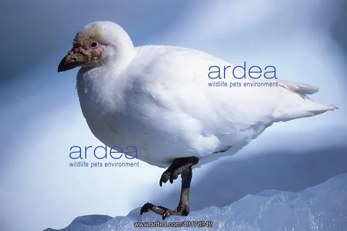 : Snowy Sheatbill (Chionis albus), Paulet Island : Snowy Sheatbill (Chionis albus), Paulet Island