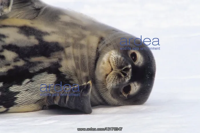 : Snowy Sheatbill (Chionis albus), Paulet Island : Snowy Sheatbill (Chionis albus), Paulet Island