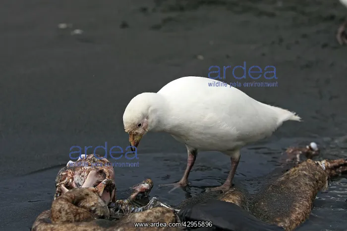 : Snowy Sheathbill : Snowy Sheathbill