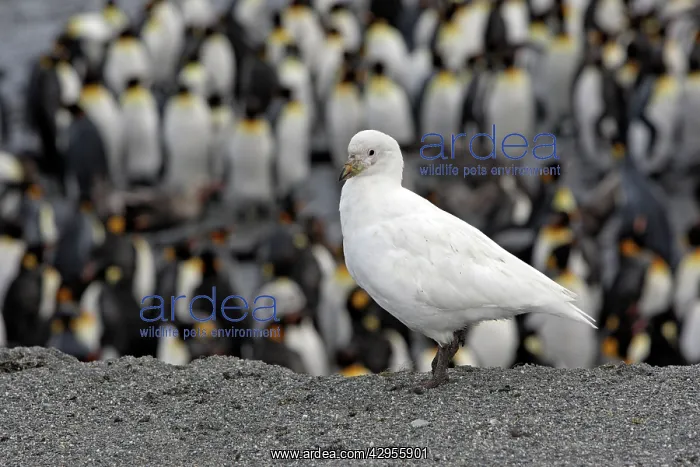 : Snowy Sheathbill : Snowy Sheathbill