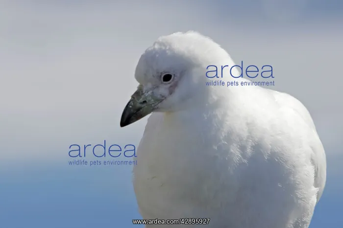 : Snowy Sheathbill - Antarctic Peninsula : Snowy Sheathbill - Antarctic Peninsula