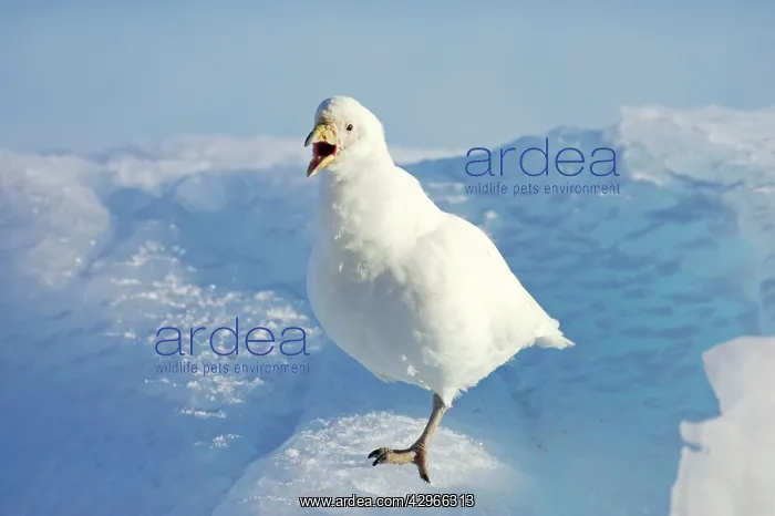 : Snowy Sheathbill - calling : Snowy Sheathbill - calling