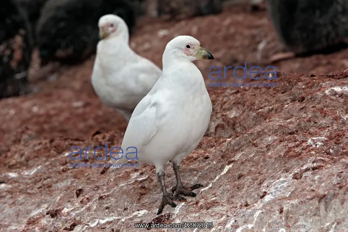 : Snowy Sheathbill - Gourdin Island - Antarctic Peninsula : Snowy Sheathbill - Gourdin Island - Antarctic Peninsula