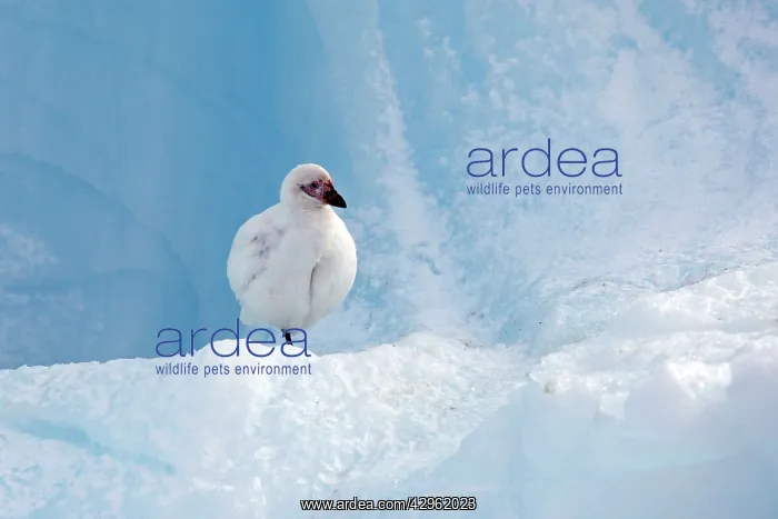 : Snowy Sheathbill - Paulet Island - Antarctic Peninsula : Snowy Sheathbill - Paulet Island - Antarctic Peninsula