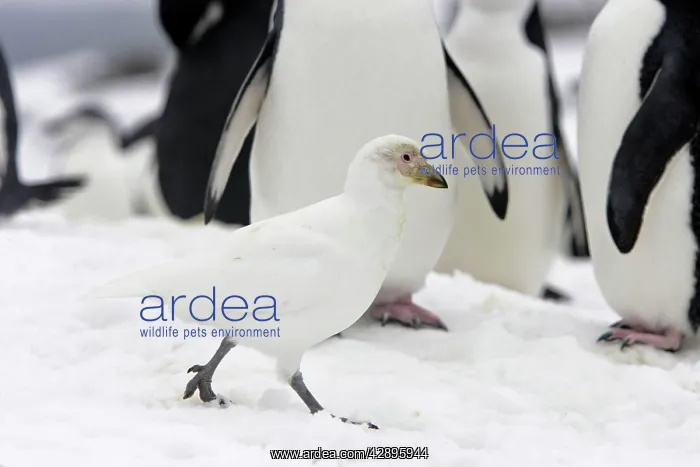 : Snowy Sheathbill - amongst penguin colony : Snowy Sheathbill - amongst penguin colony