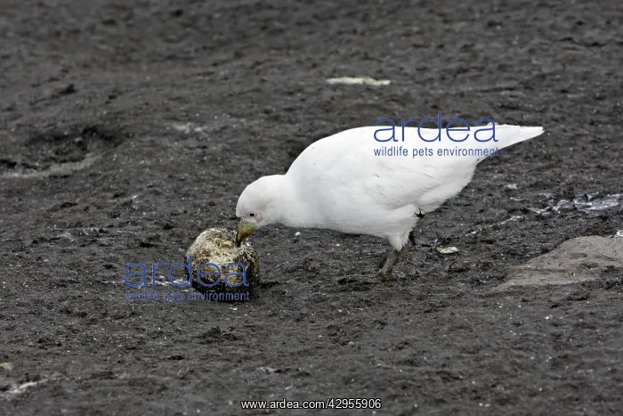 : Snowy Sheathbill - with Penguin egg : Snowy Sheathbill - with Penguin egg