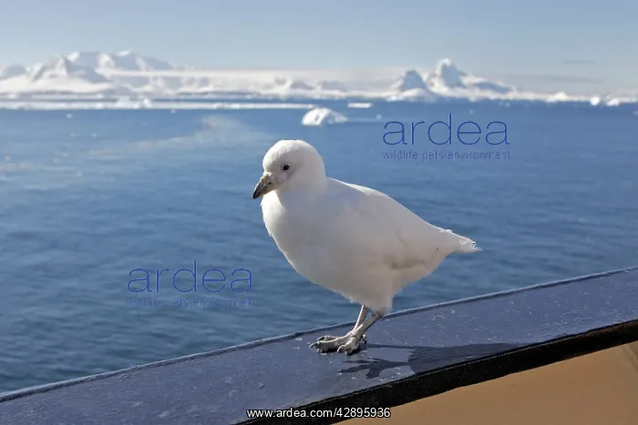 : Snowy Sheathbill - resting on edge of boat - Antarctic : Snowy Sheathbill - resting on edge of boat - Antarctic