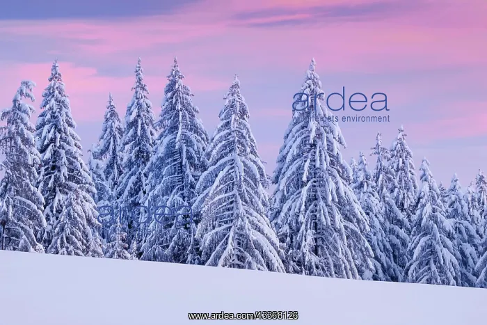 : Snowy spruce forest at Ratenpass, Canton Zug Switzerland : Snowy spruce forest at Ratenpass, Canton Zug Switzerland