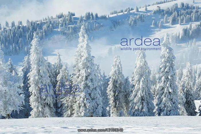 : Snowy spruce forest, Switzerland, Europe : Snowy spruce forest, Switzerland, Europe