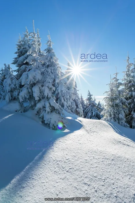 : Snowy spruce (Picea abies), back light, Schneekopf : Snowy spruce (Picea abies), back light, Schneekopf