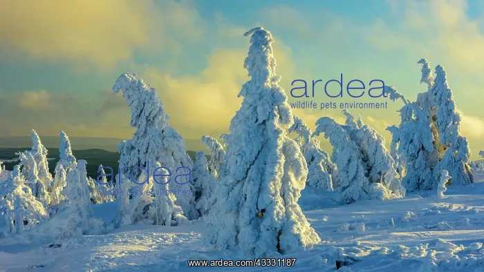  : Snowy Spruces (Picea) on the Brocken in evening