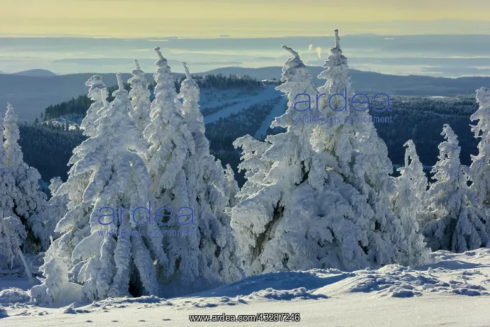 : Snowy Spruces (Picea) on Brocken, Harz, Schierke : Snowy Spruces (Picea) on Brocken, Harz, Schierke