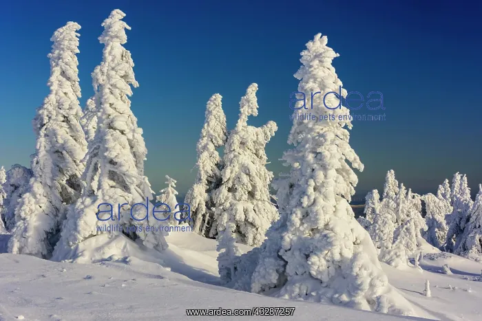 : Snowy Spruces (Picea) on Brocken, Harz, Schierke : Snowy Spruces (Picea) on Brocken, Harz, Schierke