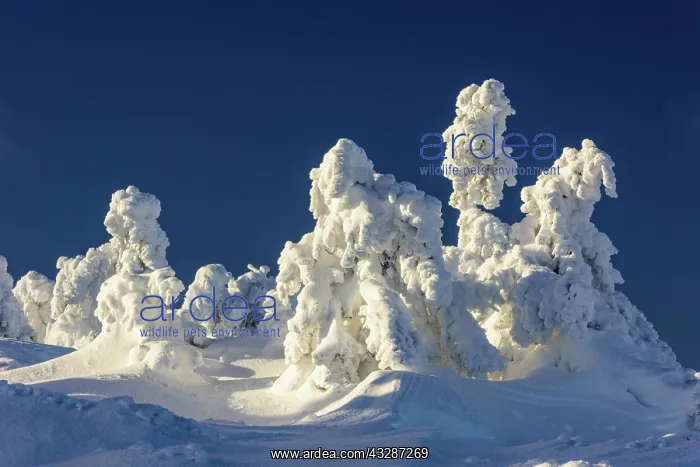  : Snowy Spruces (Picea) on Brocken, Harz, Schierke